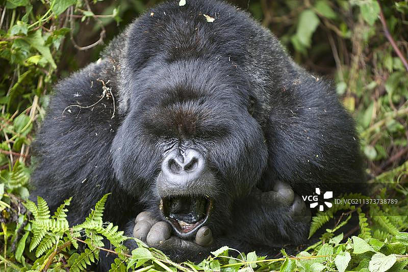 山地大猩猩：雄性银背的头部和肩部特写，在植被中休息图片素材