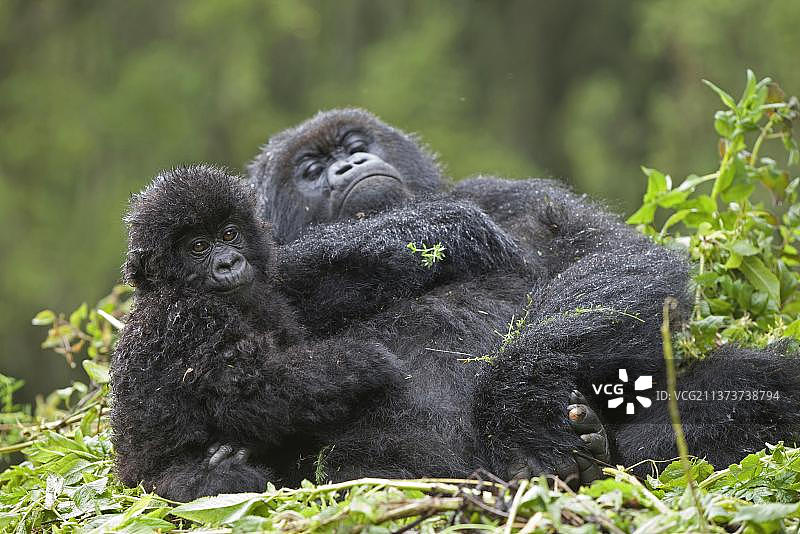 非洲卢旺达维龙加山脉国家公园的雌性山地大猩猩与幼崽在巢中休息图片素材