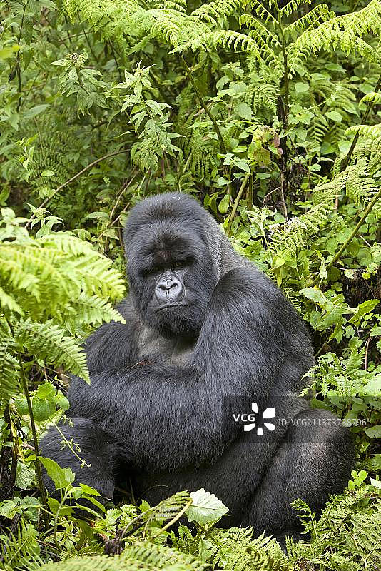 山地大猩猩，非洲卢旺达维龙加火山国家公园图片素材