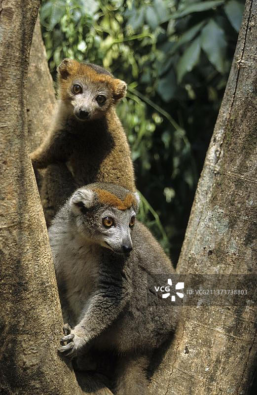 戴胜狐猴（Lemur mongoz coronatus）雌性和幼年雄性，马达加斯加，非洲图片素材