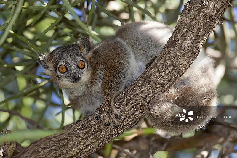 白足跳狐猴，坐在树枝上，贝伦蒂保护区，马达加斯加，非洲图片素材