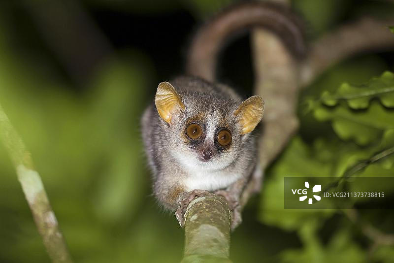 灰色小鼠狐猴图片素材