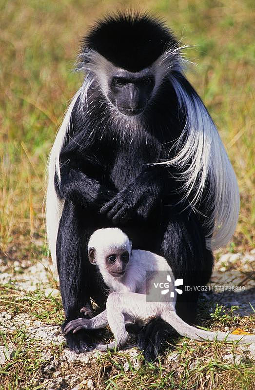 安哥拉疣猴：成年雌性与幼崽（圈养）图片素材