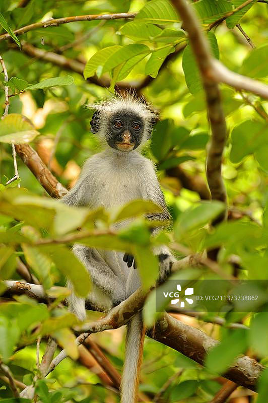 非洲坦桑尼亚桑给巴尔岛，乔扎尼森林中的红疣猴幼猴图片素材