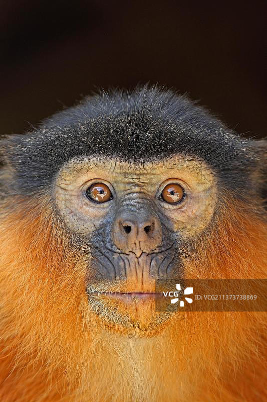 红疣猴头部特写，冈比亚，非洲图片素材