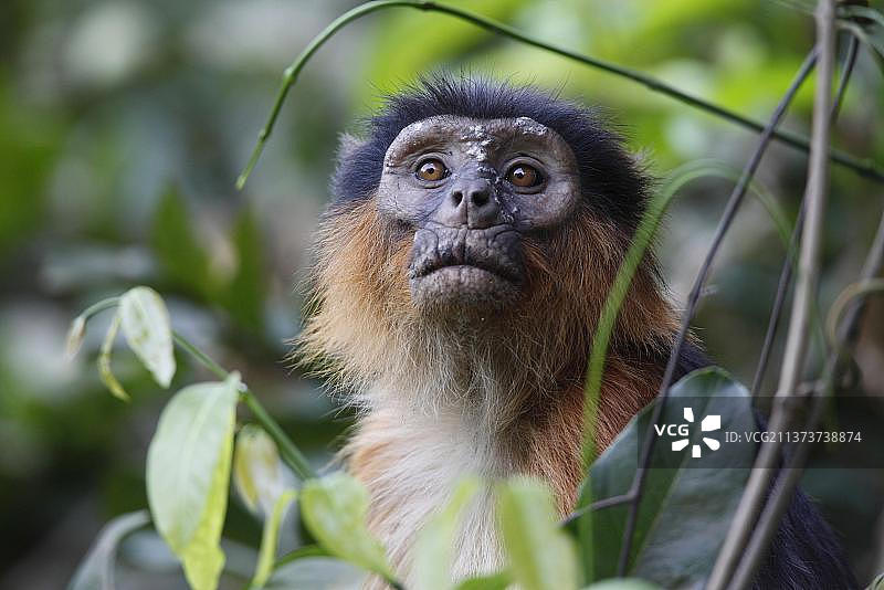 红疣猴成年个体头部特写，非洲冈比亚森林树叶中图片素材