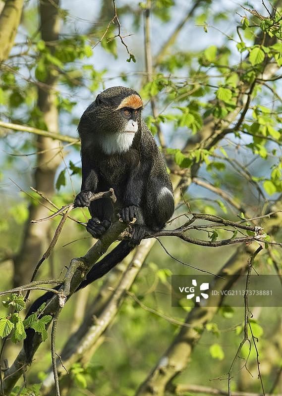 德布拉沙猴图片素材