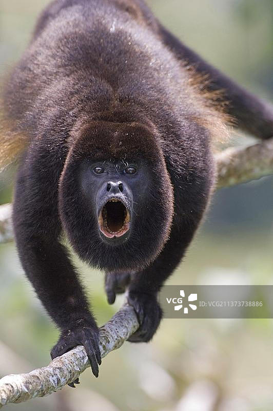 雨林中的成年斗篷吼猴图片素材