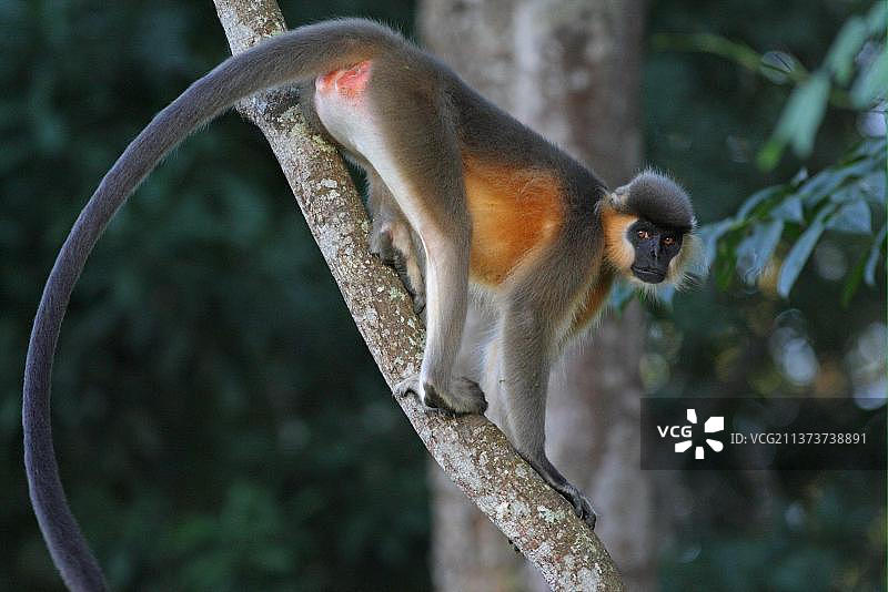 印度卡齐兰加国家公园的戴帽叶猴图片素材