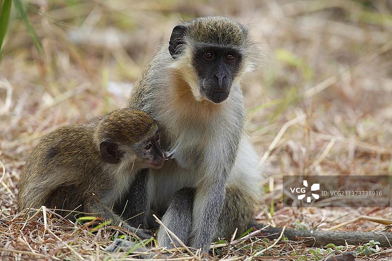 非洲西部绿猴与幼崽哺乳图片素材