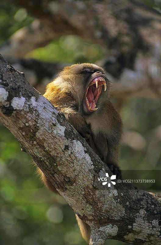 泰国湄赛的阿萨姆猕猴成年雄性在树上发出威胁图片素材