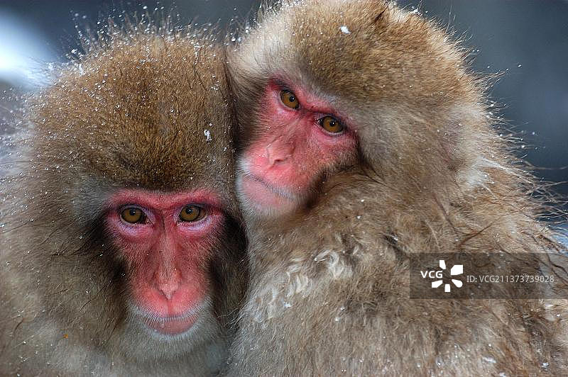 红面猕猴，日本猕猴，雪猴，日本本州岛长野县图片素材