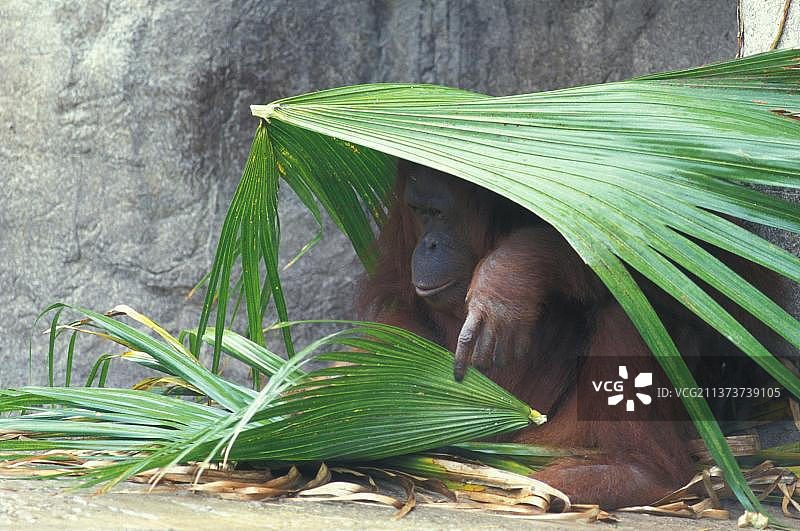 婆罗洲红毛猩猩棕榈叶下避雨图片素材