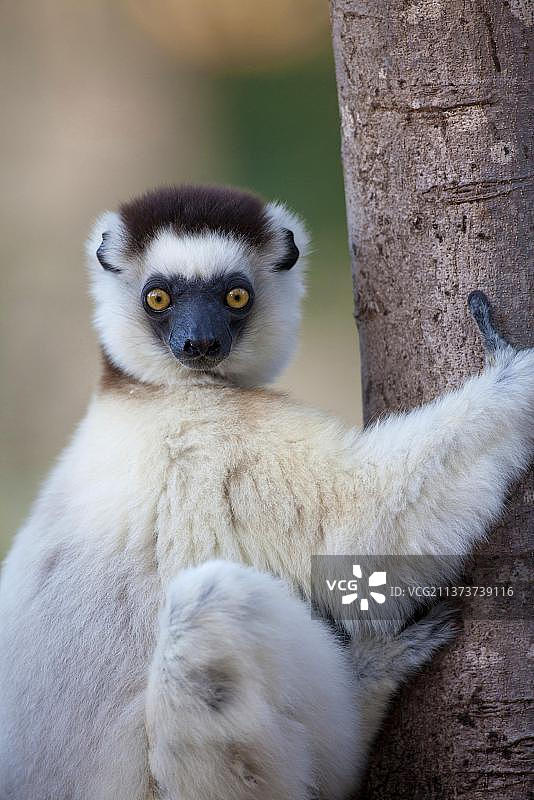非洲马达加斯加贝伦蒂保护区悬挂在树枝上的成年维氏冕狐猴图片素材