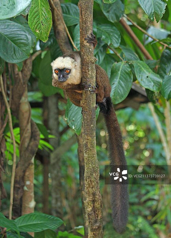 攀附在树干上的白额棕色白头狐猴，马达加斯加，非洲图片素材