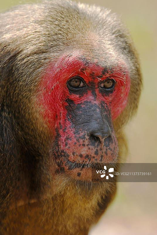红面短尾猴成年雄性头部特写，泰国西部帕拉乌国家公园图片素材