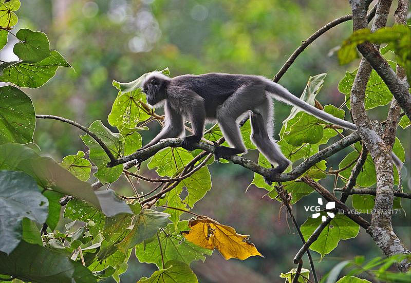 泰国岗卡章国家公园：攀爬树枝的成年雄性乌叶猴图片素材