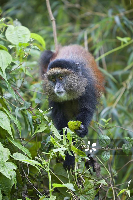 金毛金丝猴采食树叶图片素材