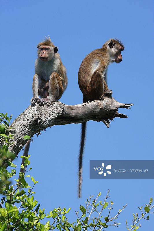 雅拉国家公园的锡兰帽猴图片素材