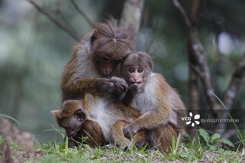 戴帽猕猴图片素材