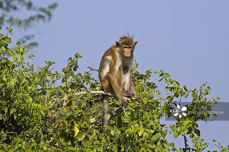 斯里兰卡帽猕猴图片素材