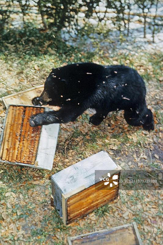 美洲黑熊，熊，食肉动物，哺乳动物，动物，成年美洲黑熊图片素材