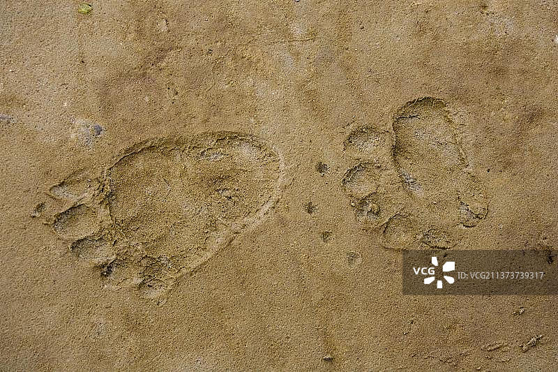 灰熊（Ursus arctos）足迹，美国阿拉斯加图片素材