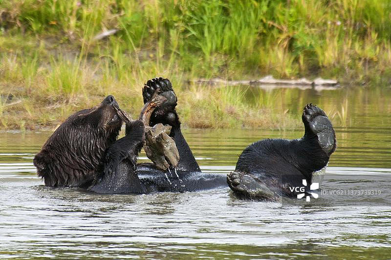 阿拉斯加野生动物保护中心：成年灰熊在水中玩耍图片素材