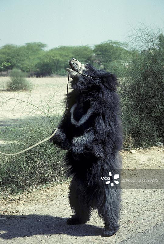 熊科动物：懒熊图片素材