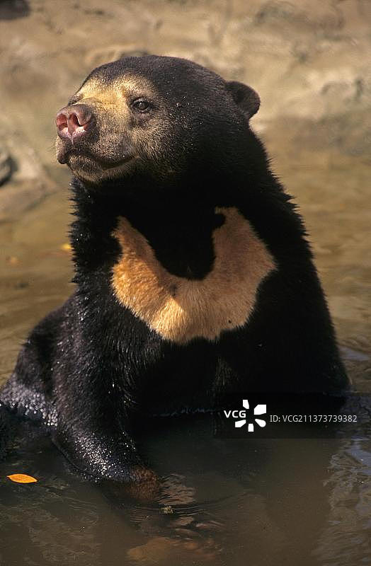 成年马来熊，坐在水里，金边塔茂野生动物救助中心，亚洲，柬埔寨图片素材
