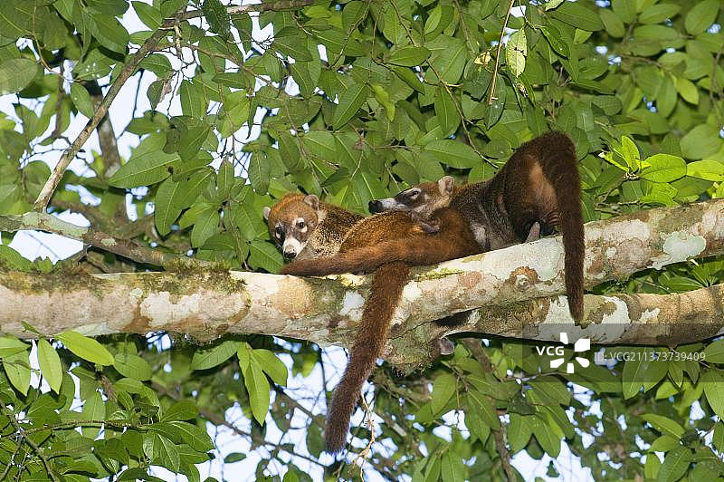 成年白鼻浣熊在树枝上休息图片素材