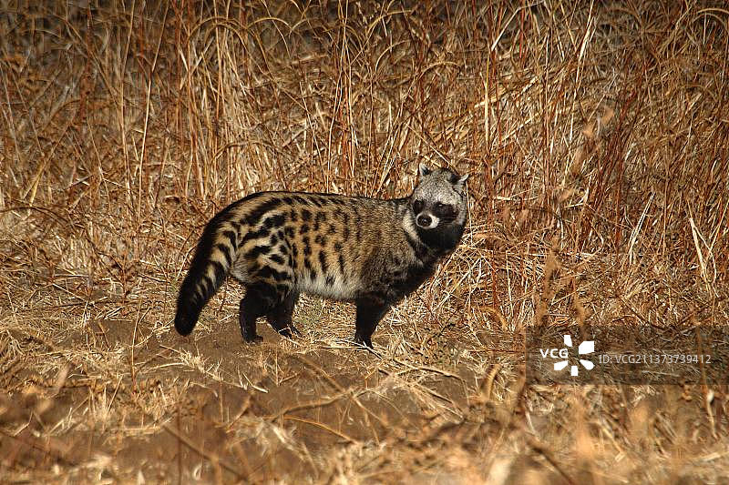 非洲麝猫（Civetticus civetta）成年个体，夜晚，赞比亚南卢安瓜国家公园图片素材