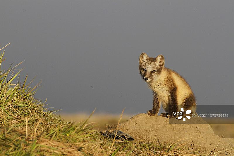 北极狐幼崽坐在洞穴中图片素材