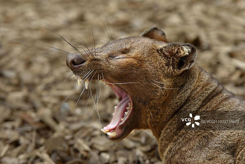 成年马岛獴打哈欠特写图片素材