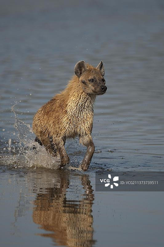 斑鬣狗（Crocuta crocuta），成年个体在水中奔跑，肯尼亚纳库鲁湖，东非大裂谷，非洲图片素材