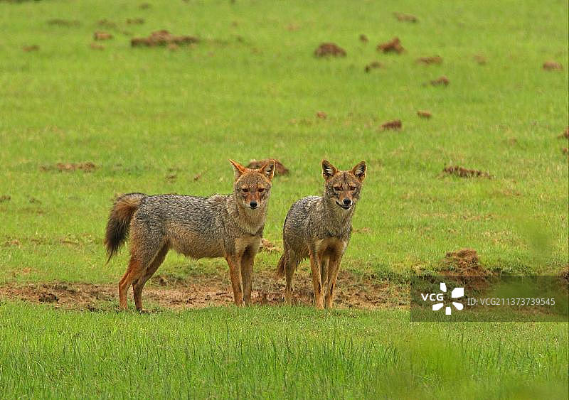 斯里兰卡亚拉国家公园草地上站立的金豺图片素材