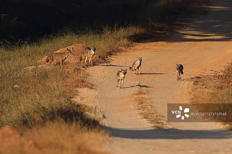 亚洲印度卡纳国家公园内的金豺图片素材
