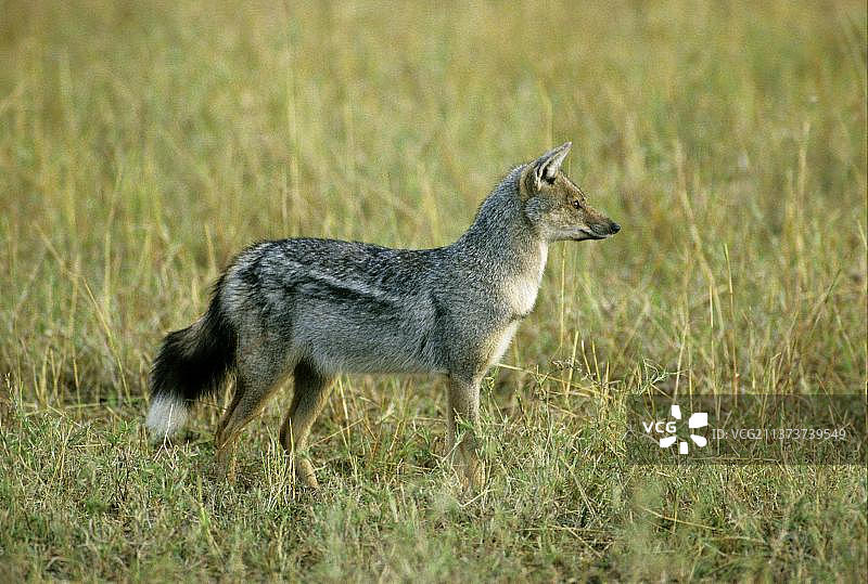 侧纹胡狼（Canis adustus），条纹胡狼，胡狼，犬科动物，食肉动物，哺乳动物，动物，肯尼亚侧纹胡狼图片素材