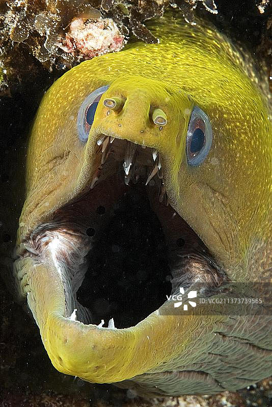 黄边海鳝，非洲毛里求斯图片素材