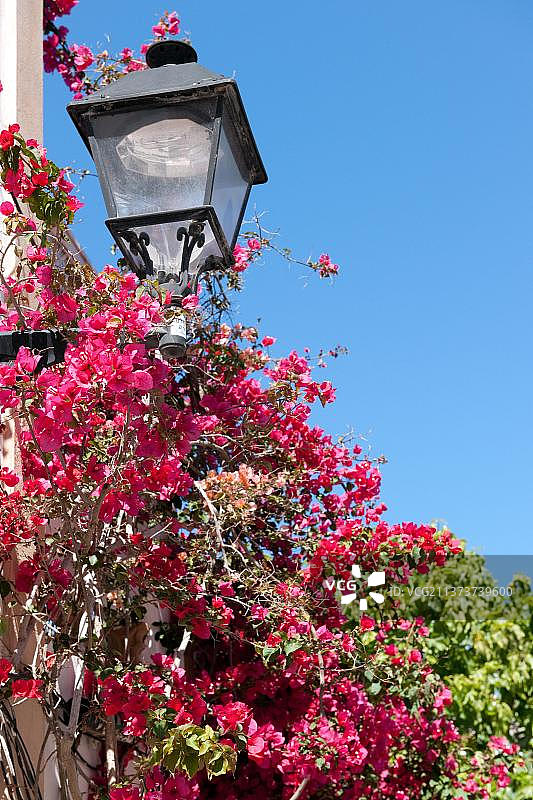 西班牙伊维萨岛的三角梅图片素材