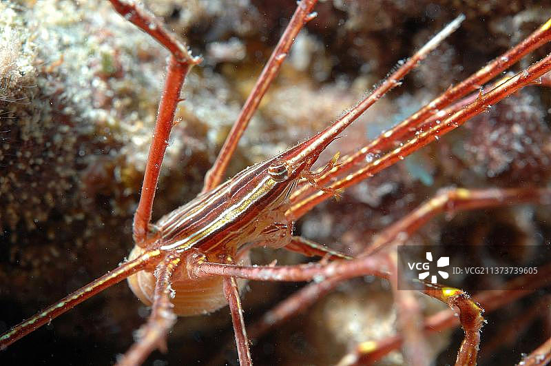 箭头蟹，佛得角群岛，佛得角，大西洋，非洲图片素材