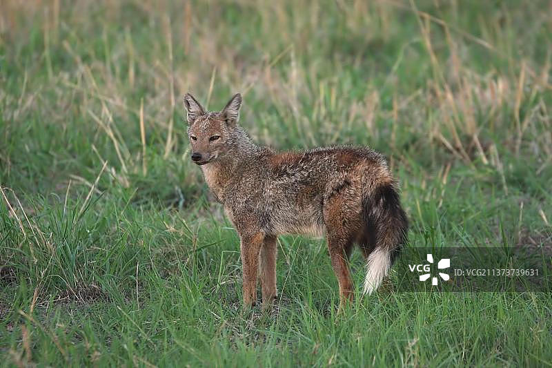非洲博茨瓦纳奥卡万戈三角洲的侧纹胡狼图片素材