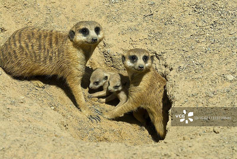 猫鼬在洞穴入口图片素材