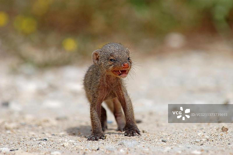 条纹獴：埃托沙的条纹獴幼崽图片素材