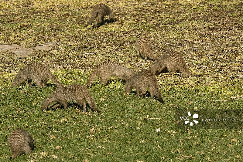 非洲纳米比亚埃托沙国家公园草地上觅食的斑纹獴群图片素材