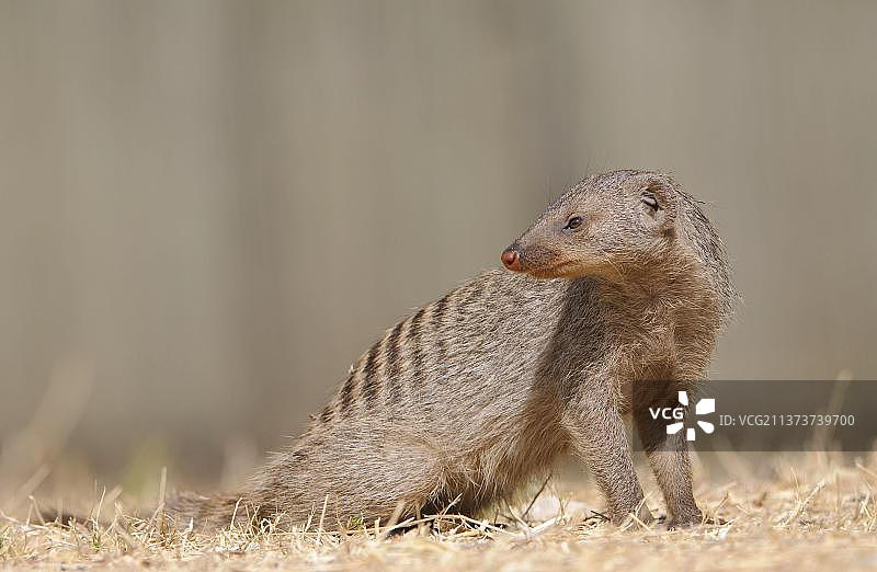 非洲纳米比亚埃托沙国家公园的斑纹獴图片素材