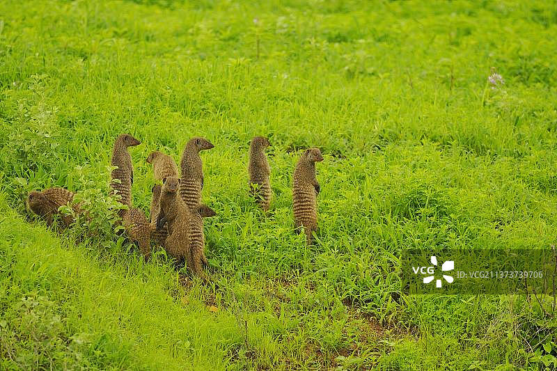 一群条纹獴（Mungos mungo）等待着，后腿站立，坦桑尼亚鲁阿哈国家公园图片素材