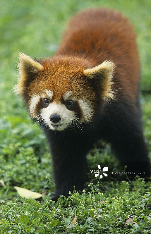 小熊猫（Ailurus fulgens），正面照，成都大熊猫研究中心，四川，中国，亚洲图片素材