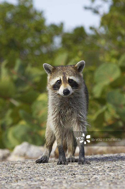浣熊，小熊，掠食者，哺乳动物，动物，成年普通浣熊站立，美国图片素材