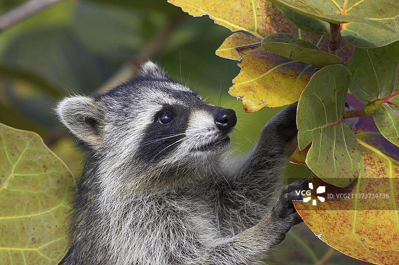 浣熊在树叶中觅食图片素材